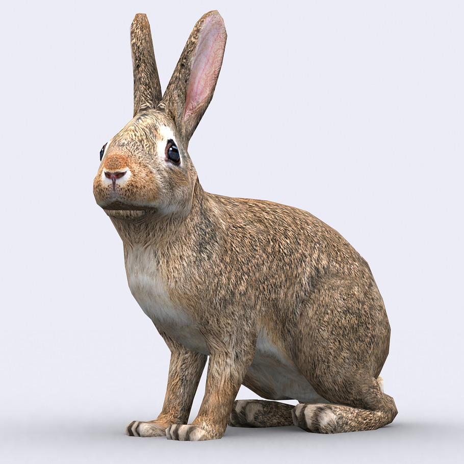 3DRT - Wild animals -Hare in Animals - product preview 2