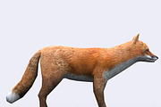 3DRT - Wild animals -Fox