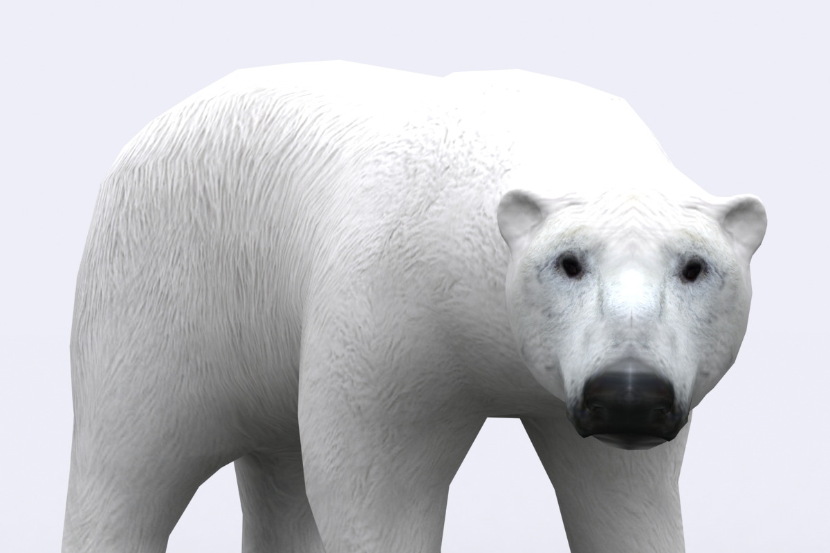 3DRT - Wild animals -Polar bear in Animals - product preview 8