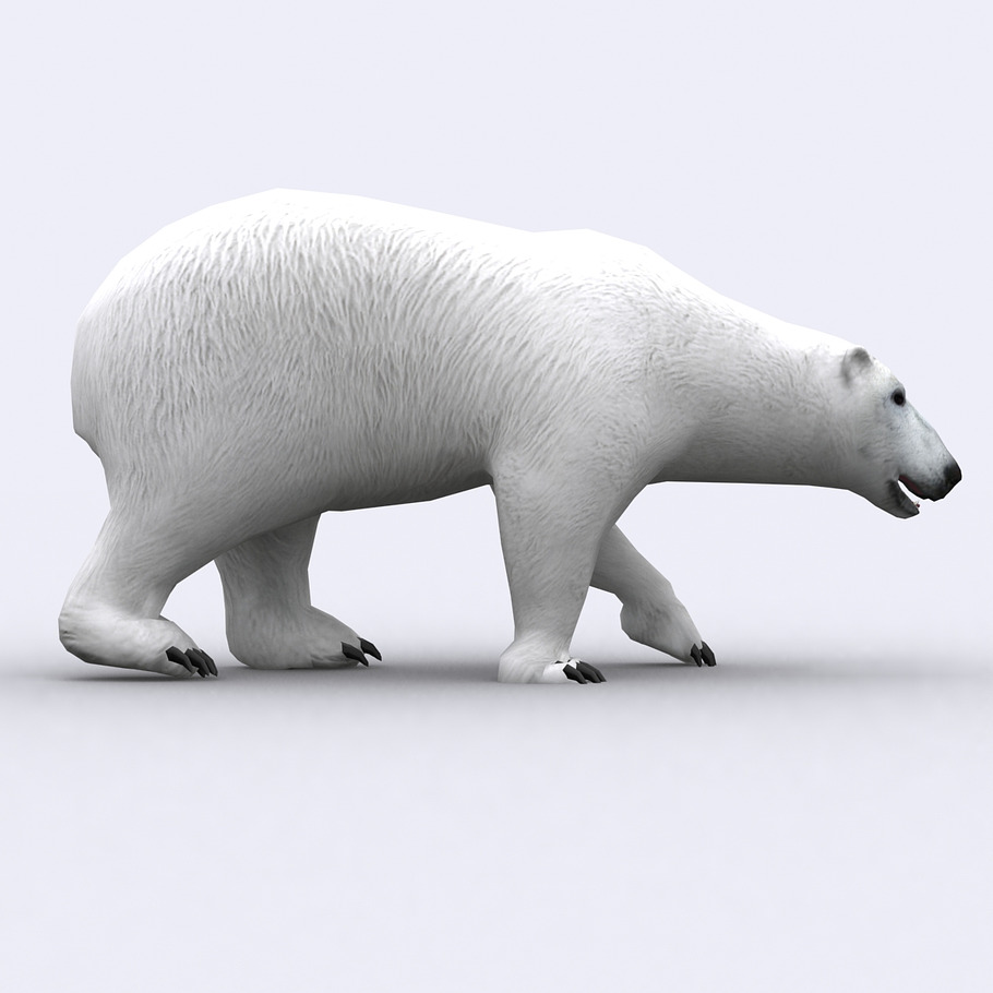 3DRT - Wild animals -Polar bear in Animals - product preview 1