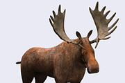 3DRT - Wild animals -Moose