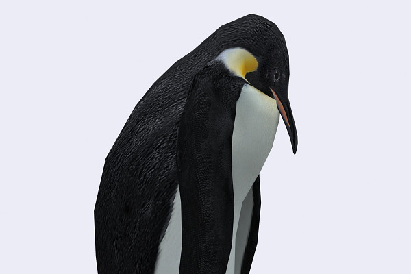 3DRT - Wild animals -Penguin