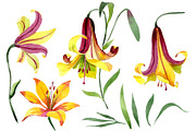 Yellow lily flower Watercolor png