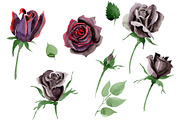 Black Rose flower Watercolor png