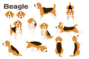 Beagle vector illustration set