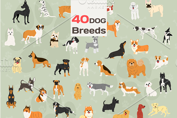 40 dog breeds vector illustration