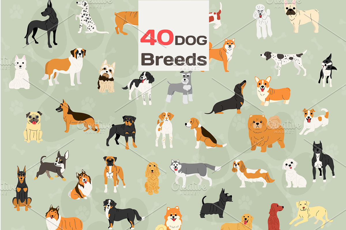 40 dog breeds vector illustration in Illustrations - product preview 8