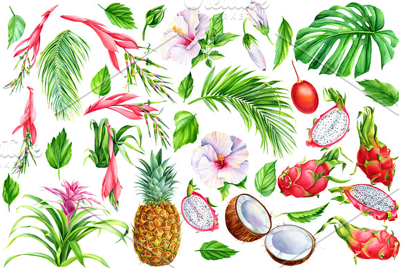 Tropical flowers and fruits in Illustrations - product preview 1