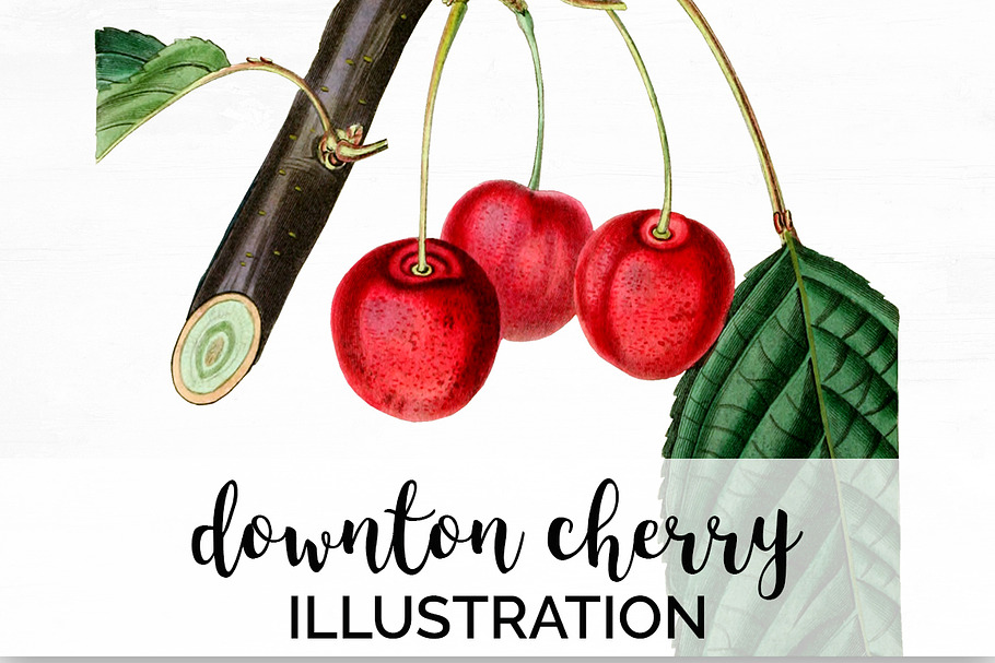 Cherry Clipart Vintage Fruit in Illustrations - product preview 8