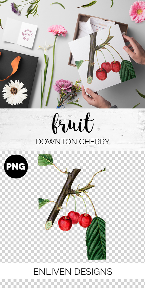 Cherry Clipart Vintage Fruit in Illustrations - product preview 1