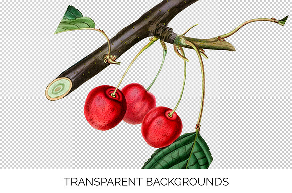 Cherry Clipart Vintage Fruit in Illustrations - product preview 2