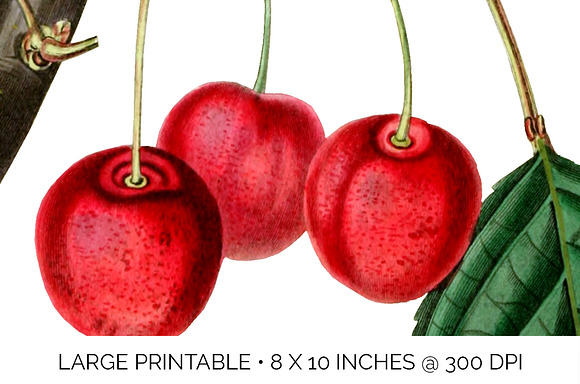 Cherry Clipart Vintage Fruit in Illustrations - product preview 4