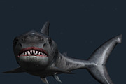 3DRT - Sealife - Shark