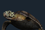 3DRT - Sealife - Turtle