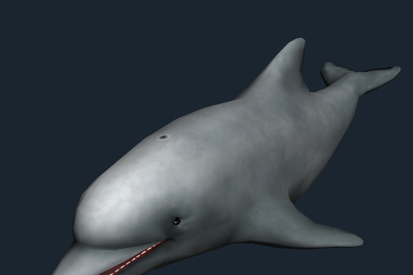 3DRT - Sealife - Dolphin
