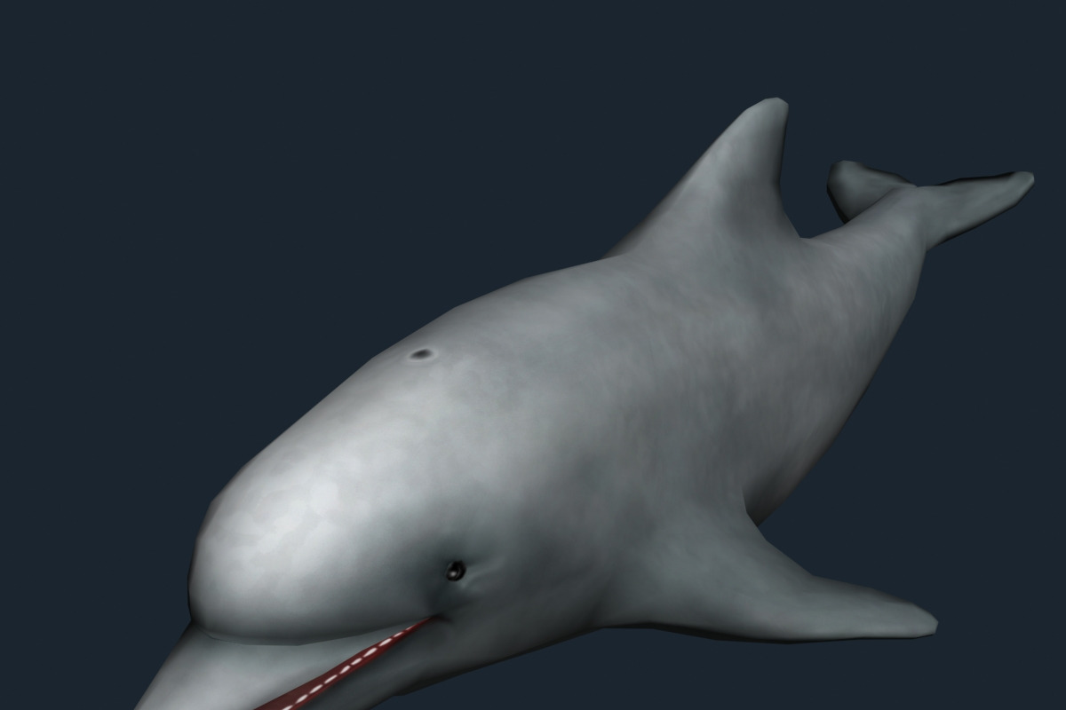 3DRT - Sealife - Dolphin in Animals - product preview 8