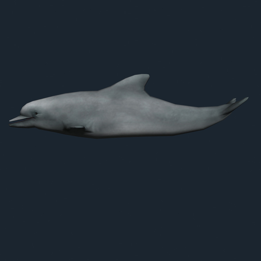 3DRT - Sealife - Dolphin in Animals - product preview 2