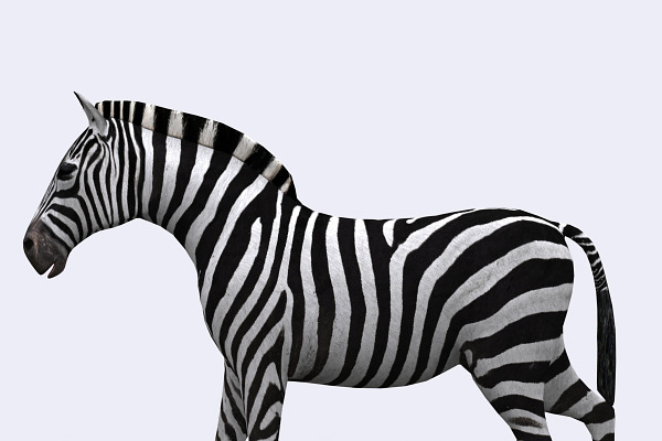 3DRT - Safari animals -Zebra