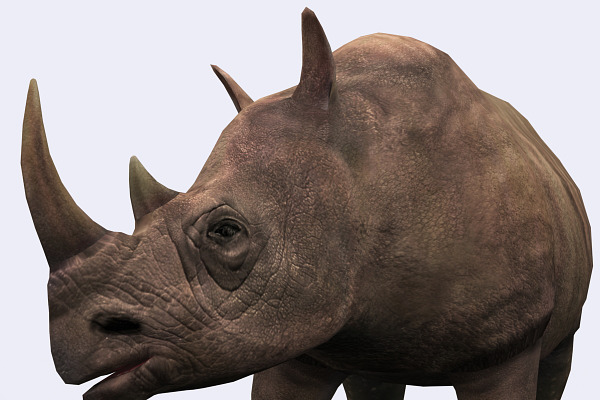 3DRT - Safari animals - Phinoceros