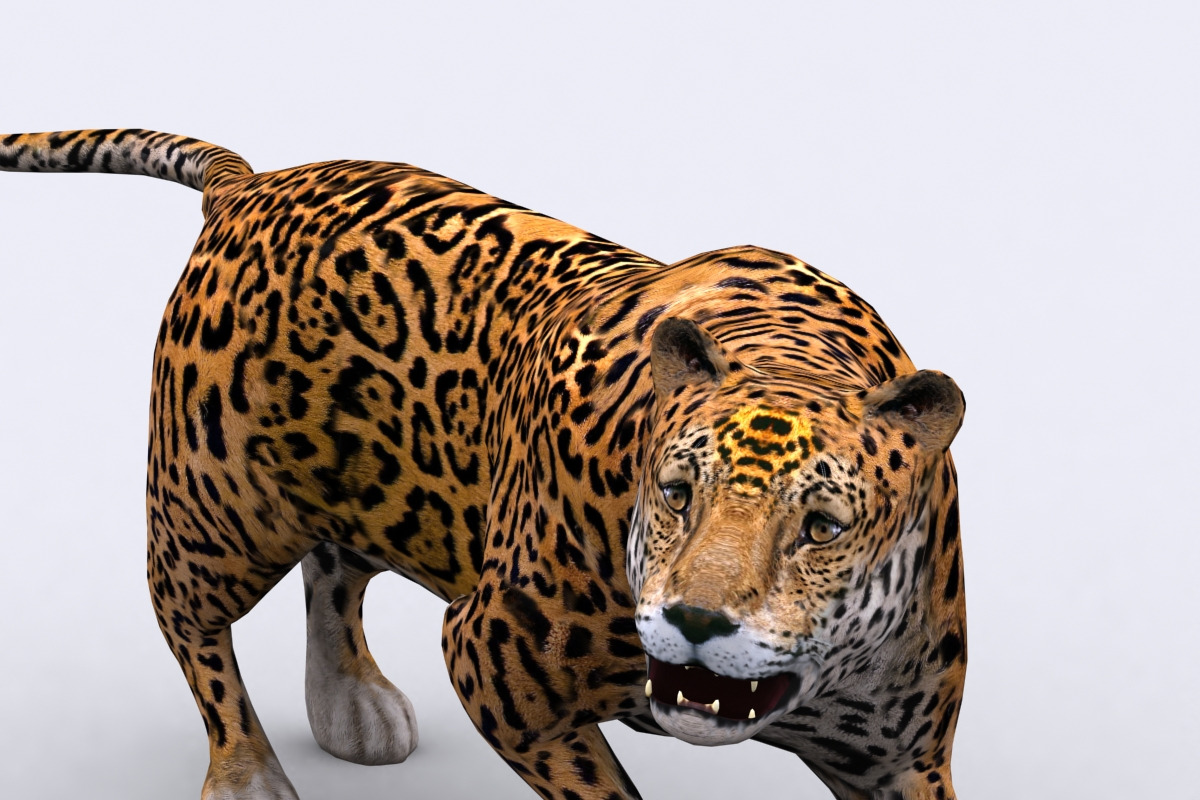 3DRT - Safari animals - Jaguar in Animals - product preview 8