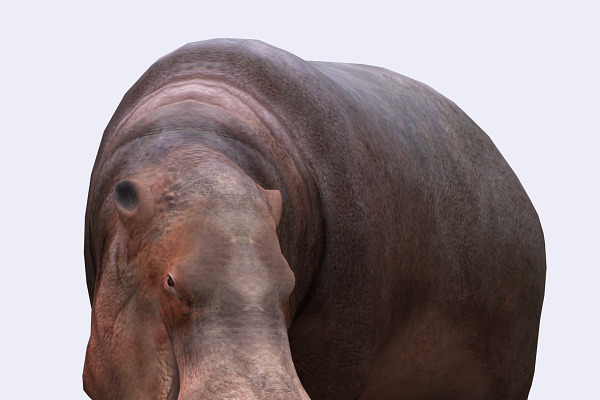 3DRT - Safari animals - Hippopotamus