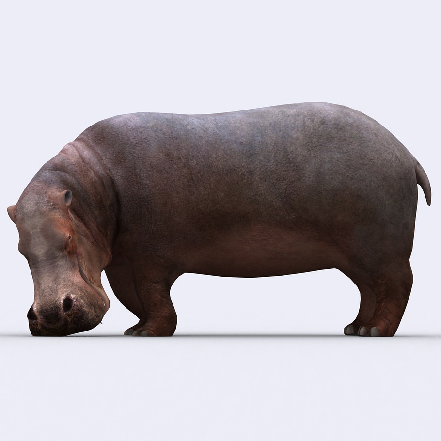 3DRT - Safari animals - Hippopotamus in Animals - product preview 1