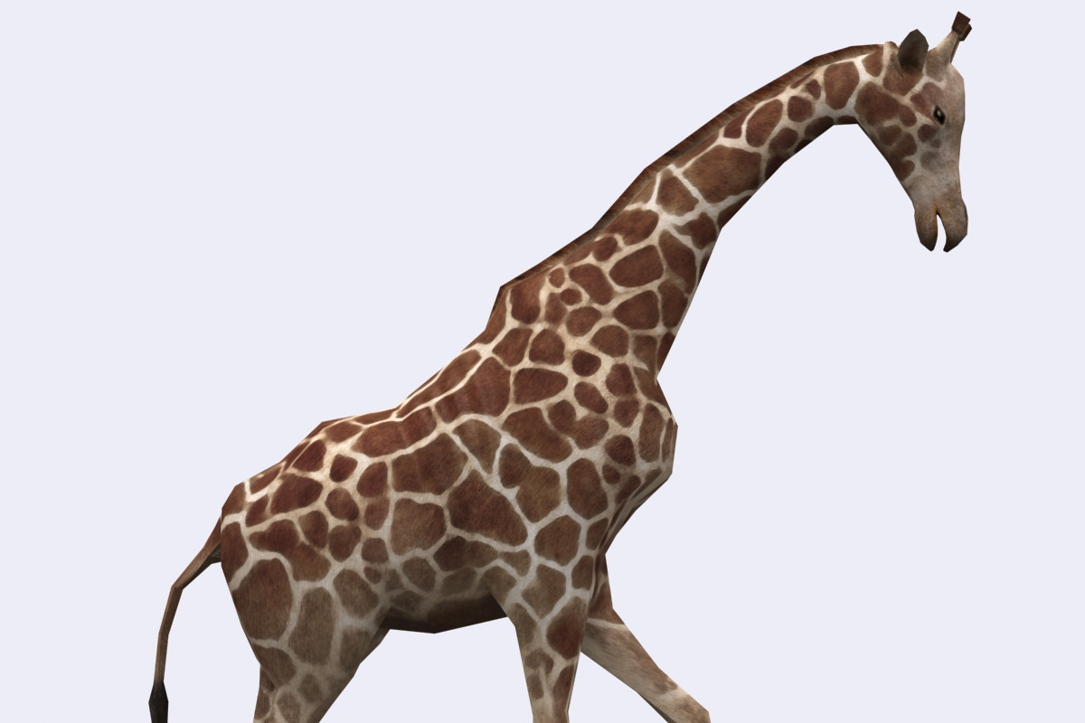 3DRT - Safari animals - Giraffe in Animals - product preview 8