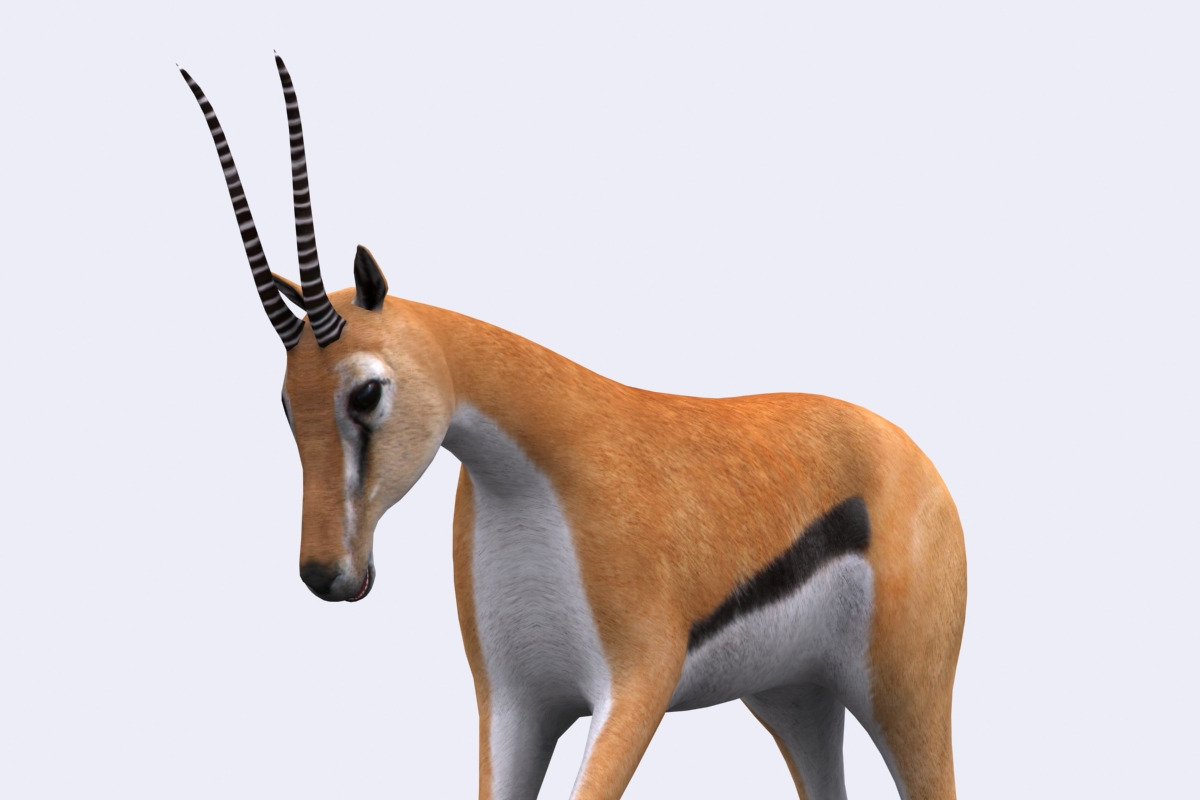 3DRT - Safari animals - Gazelle in Animals - product preview 8