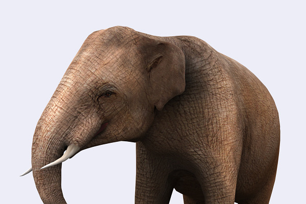 3DRT - Safari animals - Elephant