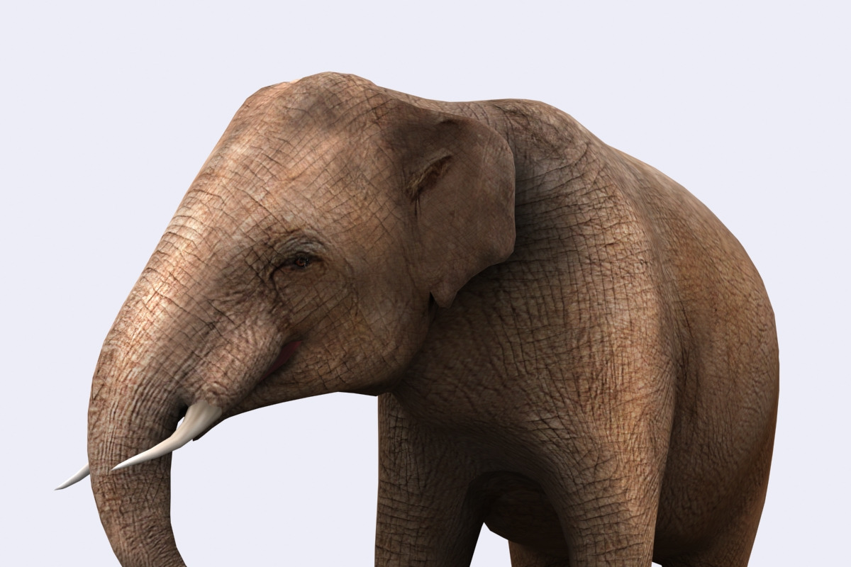 3DRT - Safari animals - Elephant in Animals - product preview 8