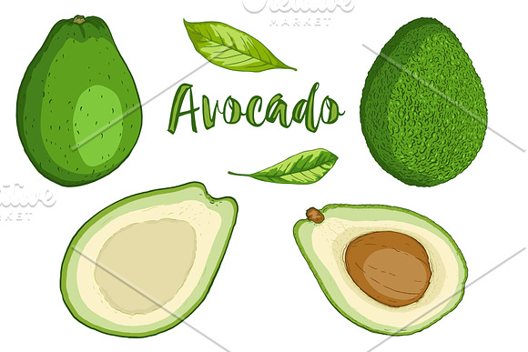 Avocado Design Kit in Illustrations - product preview 1