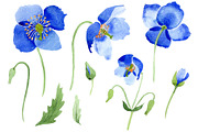 Ultramarine Poppies blue flower
