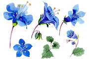 Phacelia bellflowerа blue flower