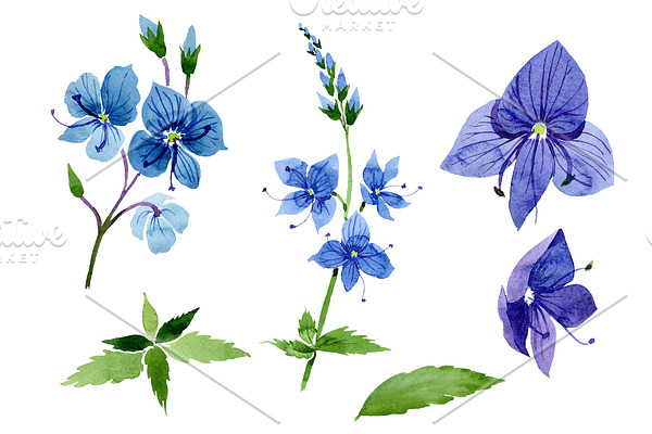 Veronica flower blue Watercolor png