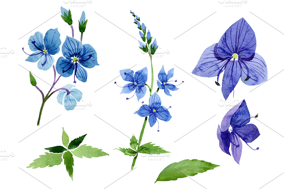 Veronica flower blue Watercolor png in Illustrations - product preview 8