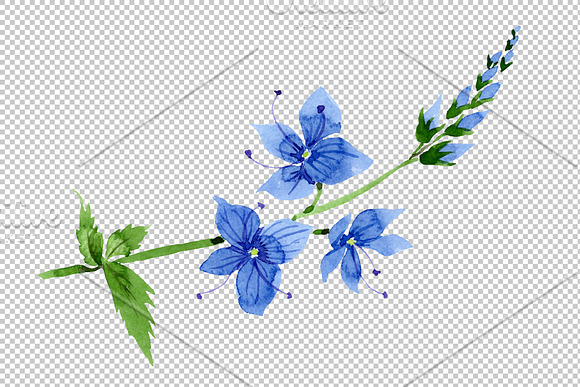 Veronica flower blue Watercolor png in Illustrations - product preview 1