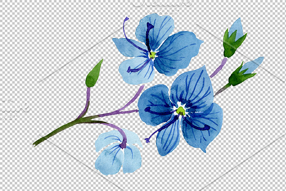 Veronica flower blue Watercolor png in Illustrations - product preview 2