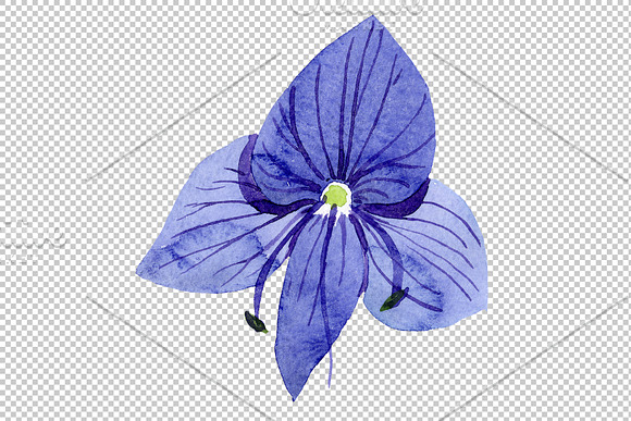 Veronica flower blue Watercolor png in Illustrations - product preview 3