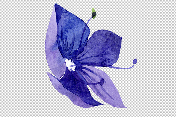 Veronica flower blue Watercolor png in Illustrations - product preview 6