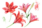 Red lily flower watercolor png