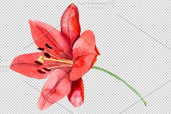 Red lily flower watercolor png in Illustrations - product preview 2