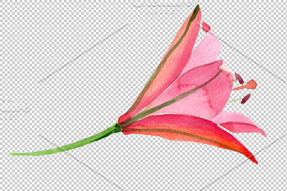 Red lily flower watercolor png in Illustrations - product preview 4