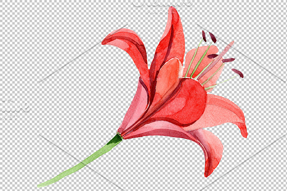 Red lily flower watercolor png in Illustrations - product preview 5