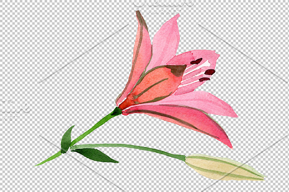 Red lily flower watercolor png in Illustrations - product preview 6