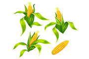 Maize corn cobs isolated vector set.