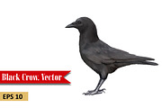 Crow. Side view. Vector