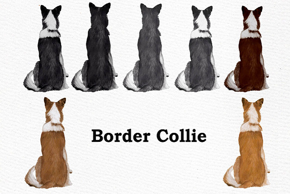 Dogs Clipart Dog breeds Pet clipart in Illustrations - product preview 6