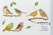 watercolor spring birds