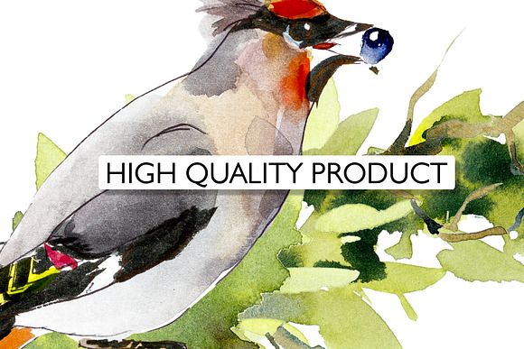 Watercolor forest birds. Frames. in Illustrations - product preview 4