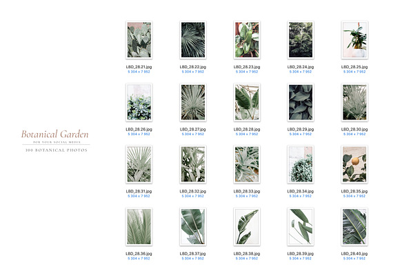 BOTANICAL GARDEN. 100 photos in Instagram Templates - product preview 4